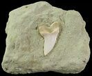 Mako Shark Tooth Fossil On Sandstone - Bakersfield, CA #69004-1